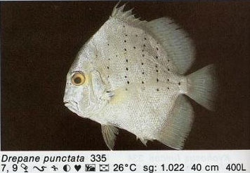 Drepane punctata